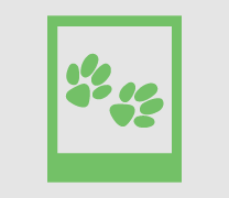 Fern